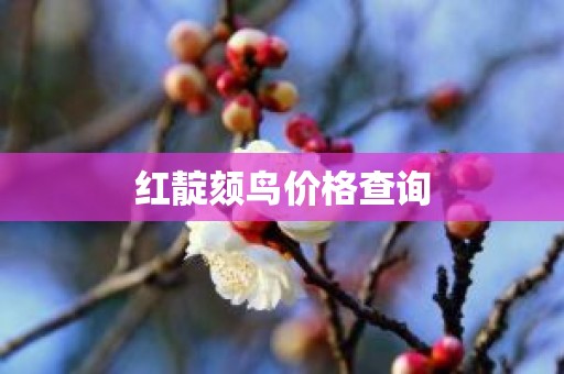 红靛颏鸟价格查询