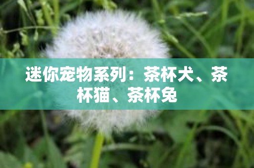 迷你宠物系列：茶杯犬、茶杯猫、茶杯兔