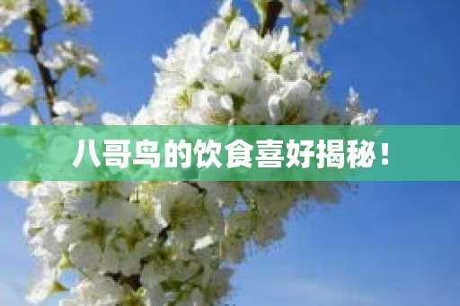 八哥鸟的饮食喜好揭秘！