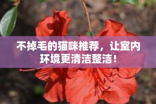 不掉毛的猫咪推荐，让室内环境更清洁整洁！