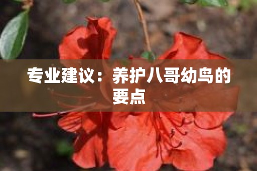 专业建议：养护八哥幼鸟的要点