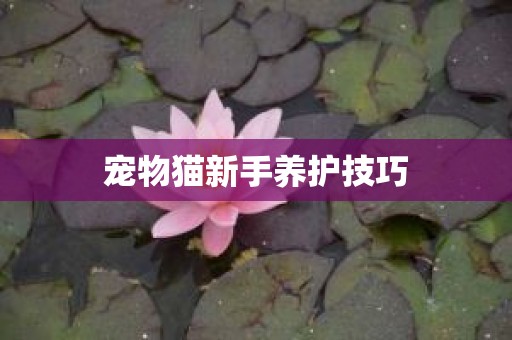 宠物猫新手养护技巧