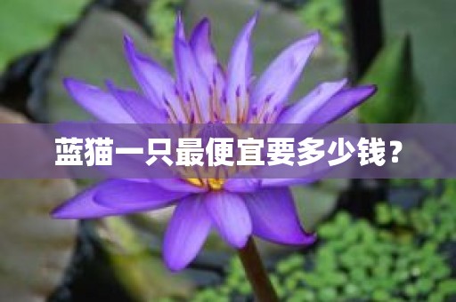 蓝猫一只最便宜要多少钱？