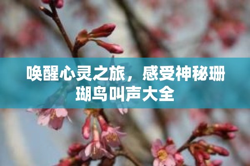 唤醒心灵之旅，感受神秘珊瑚鸟叫声大全