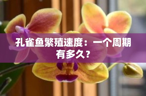 孔雀鱼繁殖速度：一个周期有多久？