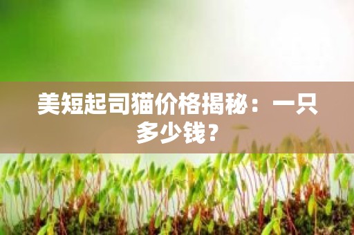 美短起司猫价格揭秘：一只多少钱？