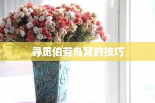 寻觅伯劳鸟窝的技巧