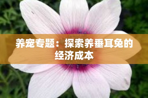 养宠专题：探索养垂耳兔的经济成本