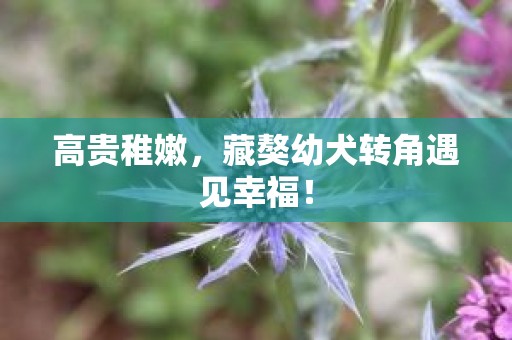 高贵稚嫩，藏獒幼犬转角遇见幸福！