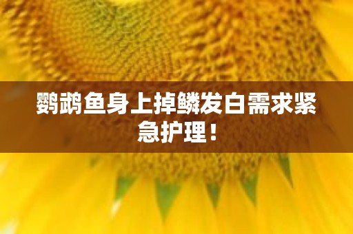 鹦鹉鱼身上掉鳞发白需求紧急护理！