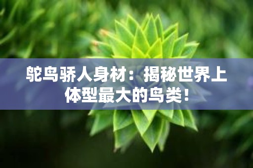 鸵鸟骄人身材：揭秘世界上体型最大的鸟类！