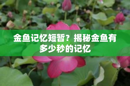 金鱼记忆短暂？揭秘金鱼有多少秒的记忆