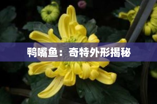 鸭嘴鱼：奇特外形揭秘