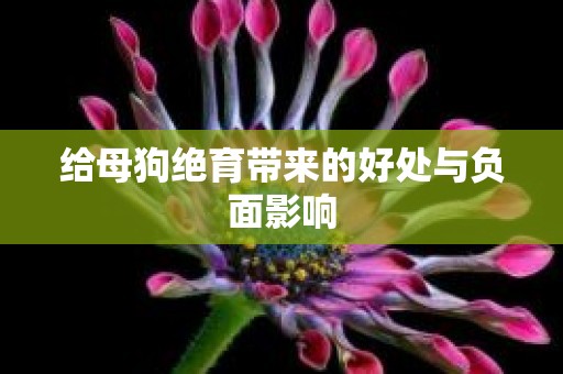给母狗绝育带来的好处与负面影响