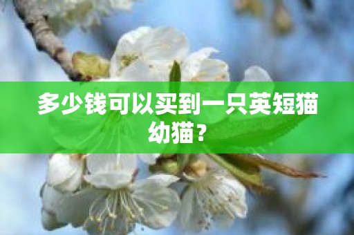 多少钱可以买到一只英短猫幼猫？