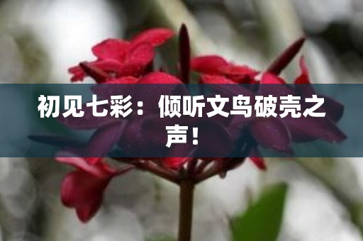 初见七彩：倾听文鸟破壳之声！