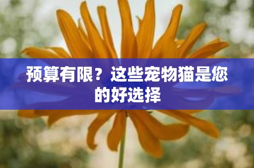 预算有限？这些宠物猫是您的好选择