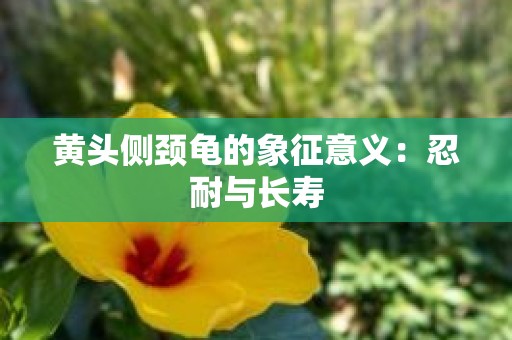 黄头侧颈龟的象征意义：忍耐与长寿