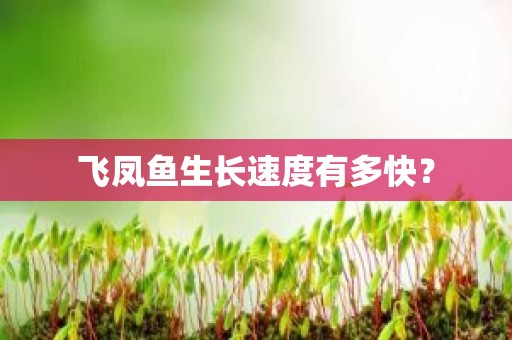 飞凤鱼生长速度有多快？