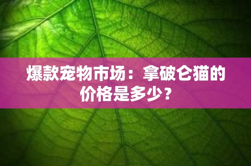 爆款宠物市场：拿破仑猫的价格是多少？