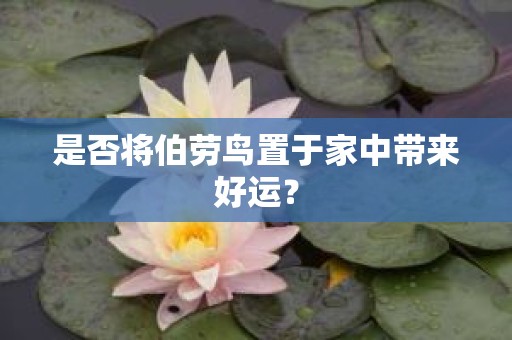 是否将伯劳鸟置于家中带来好运？