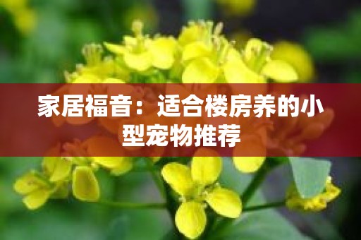 家居福音：适合楼房养的小型宠物推荐