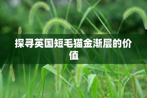 探寻英国短毛猫金渐层的价值