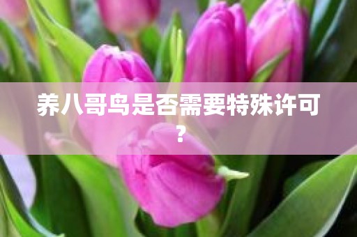 养八哥鸟是否需要特殊许可？