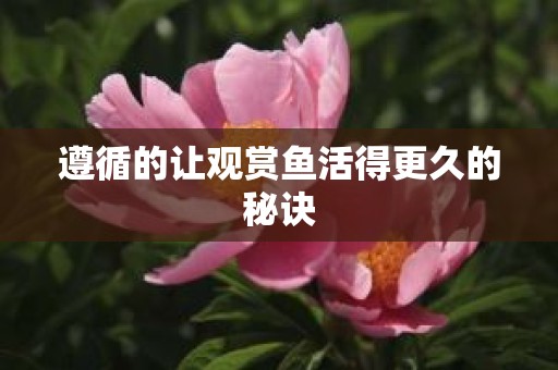遵循的让观赏鱼活得更久的秘诀