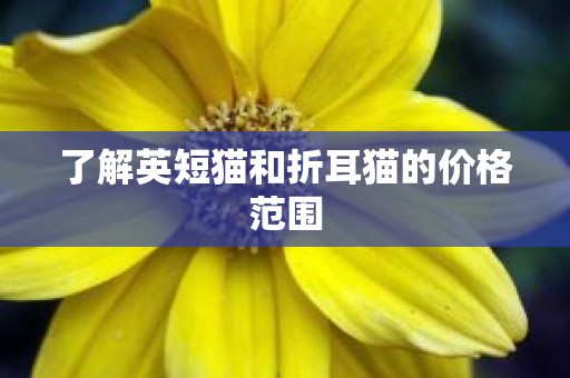 了解英短猫和折耳猫的价格范围