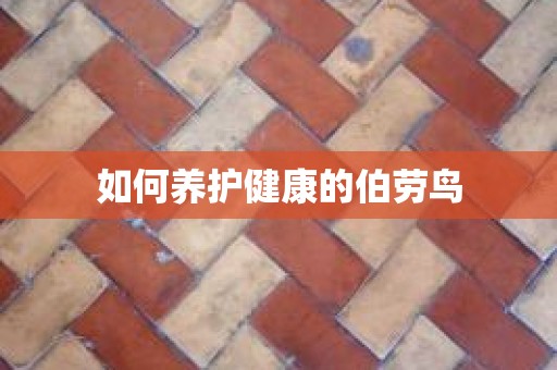 如何养护健康的伯劳鸟