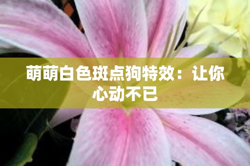 萌萌白色斑点狗特效：让你心动不已