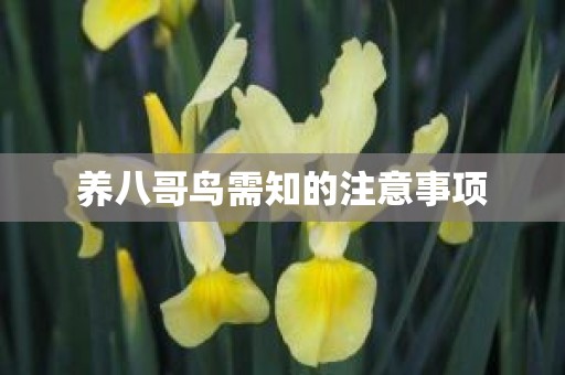 养八哥鸟需知的注意事项