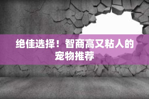 绝佳选择！智商高又粘人的宠物推荐