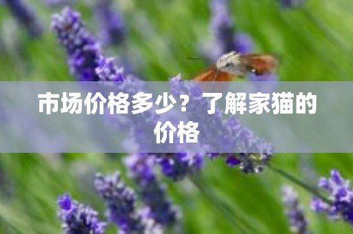 市场价格多少？了解家猫的价格