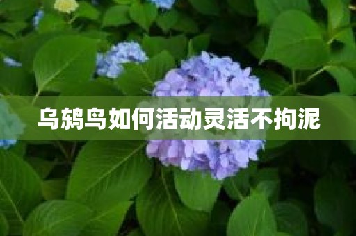 乌鸫鸟如何活动灵活不拘泥