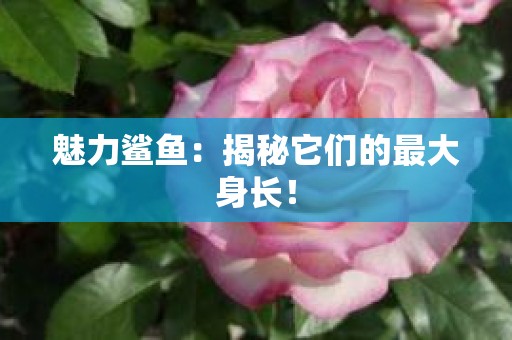 魅力鲨鱼：揭秘它们的最大身长！