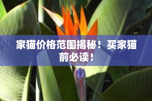 家猫价格范围揭秘！买家猫前必读！