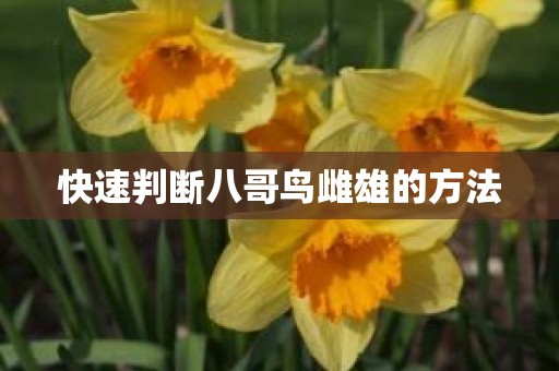 快速判断八哥鸟雌雄的方法