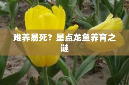 难养易死？星点龙鱼养育之谜