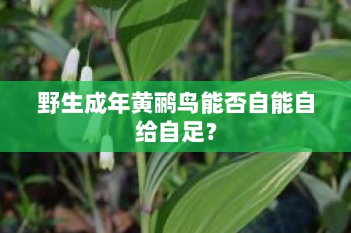 野生成年黄鹂鸟能否自能自给自足？