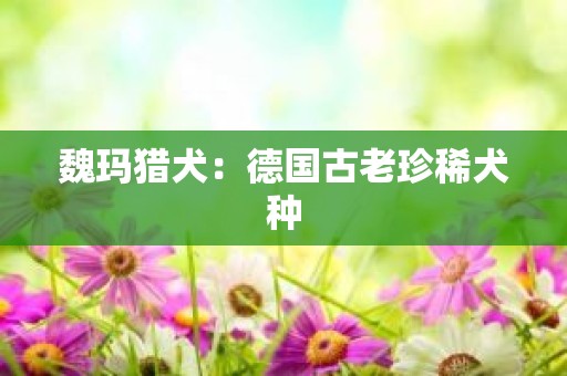 魏玛猎犬：德国古老珍稀犬种