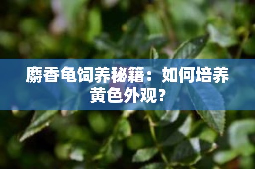 麝香龟饲养秘籍：如何培养黄色外观？