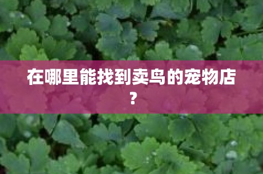 在哪里能找到卖鸟的宠物店？