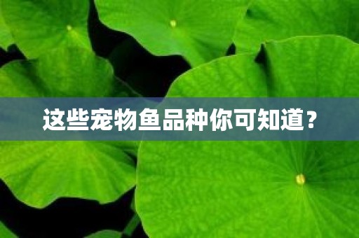 这些宠物鱼品种你可知道？