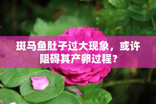 斑马鱼肚子过大现象，或许阻碍其产卵过程？