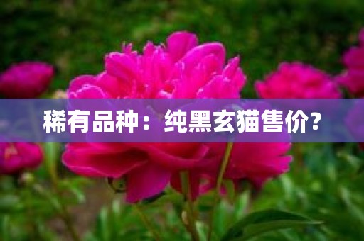 稀有品种：纯黑玄猫售价？