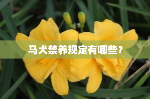 马犬禁养规定有哪些？