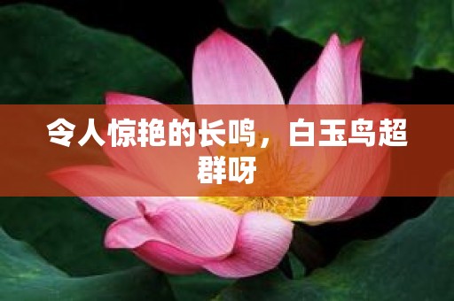 令人惊艳的长鸣，白玉鸟超群呀