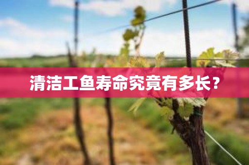 清洁工鱼寿命究竟有多长？